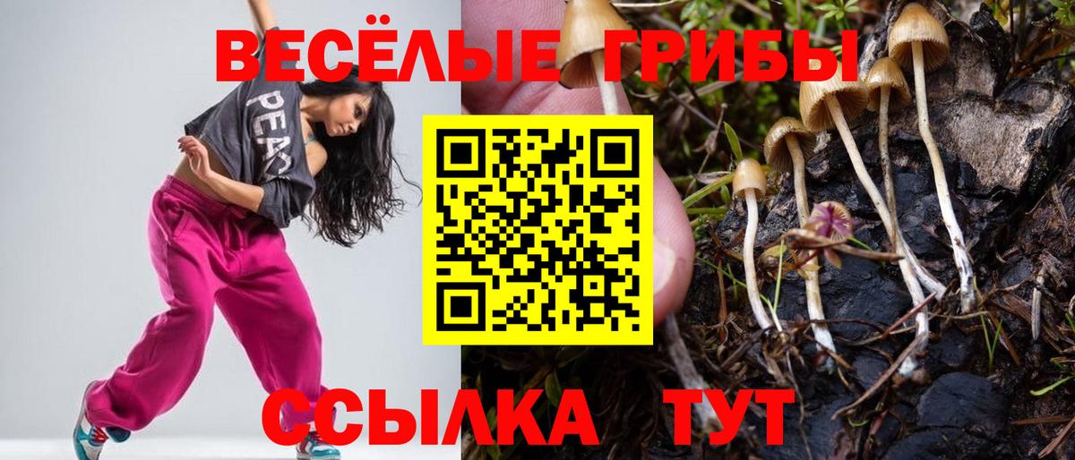 Псилоцибиновые грибы Cubensis Геленджик